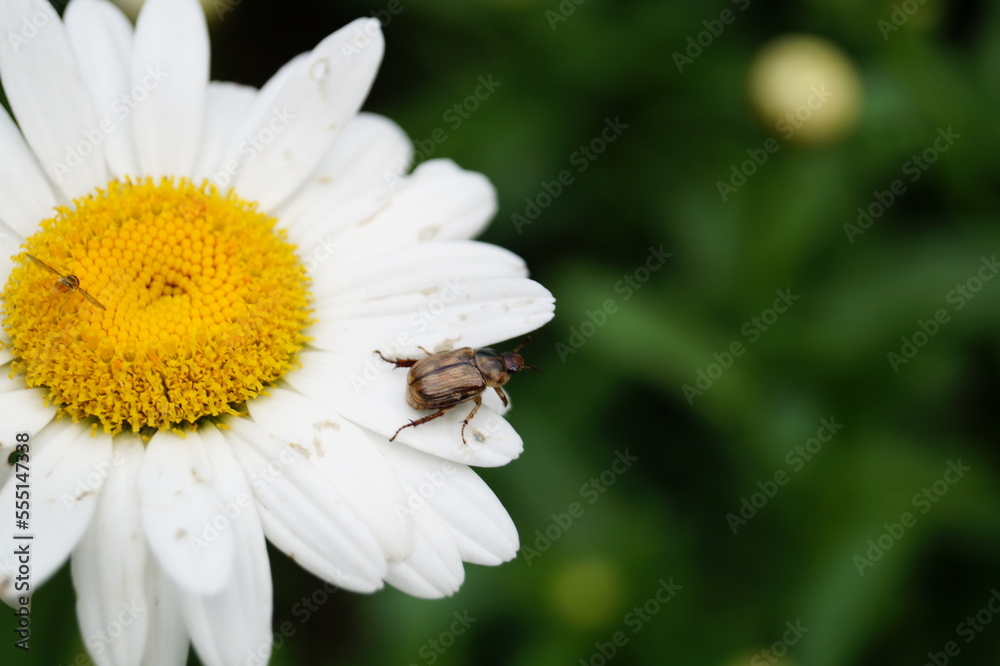 Obraz premium Beetle on flower