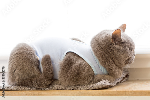 The domestic gray British Shorthair cat in after surgery wear lies on the windowsill at home and rests. Back white light. Pet concept. photo