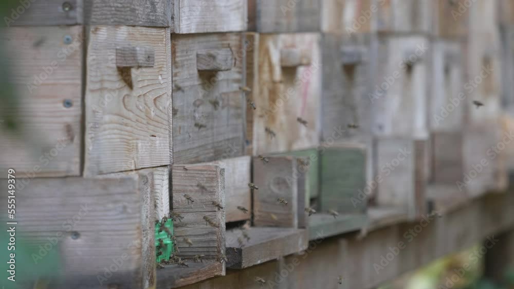 Bees swarm (Apis mellifera) flying around at the rustic wooden hive to deposit the honey in the inside comb, the last production of the fall season Bees swarm (Apis mellifera) flying around at the rustic wooden hive to deposit the honey in the inside comb, the last production of the fall season