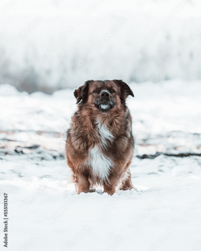 big ginger dog sitting in the snow (selective focus)