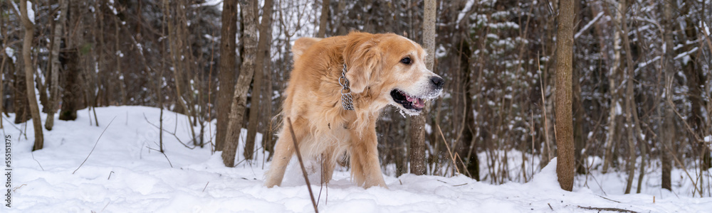 Golden retriever in winter in the forest for a walk.