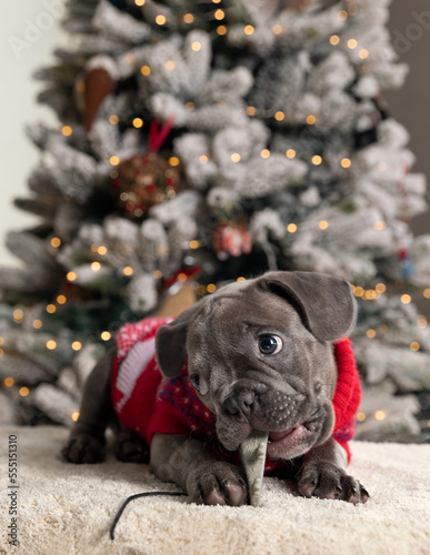 Puppy of French bulldog wearing a red sweater, playing at with a dog toy the foot of the Christmas tree with lights bokeh background 