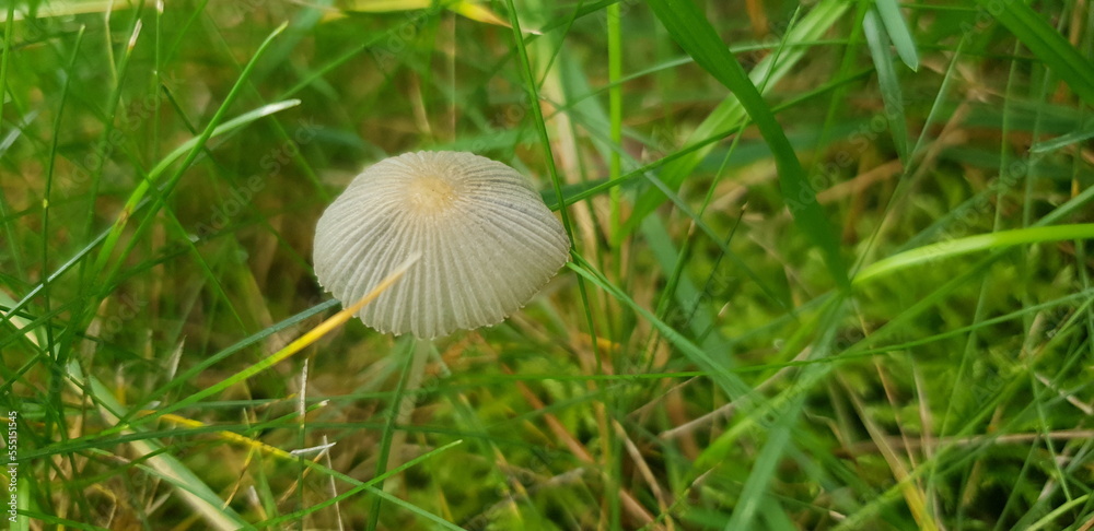 Der weiße Schirm eine kleinen Pilzes im Herbst ist fast transparent Der weiße Schirm eine kleinen Pilzes im Herbst ist fast transparent