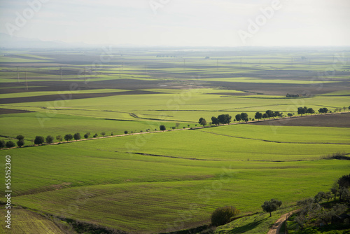 Paisaje de campos sembrados con trigo.  © Carmen Martín J.