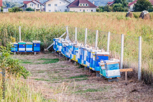 Colorful bee hives in forest. Wooden beehives on the green field for bees