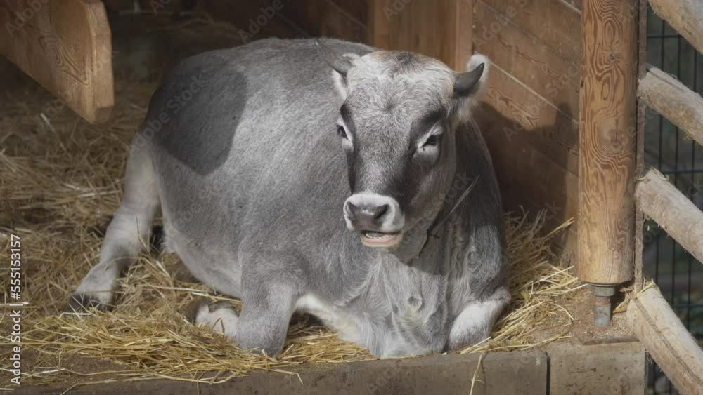 Young gray cow resting in farm stable and ruminates Young gray cow resting in farm stable and ruminates