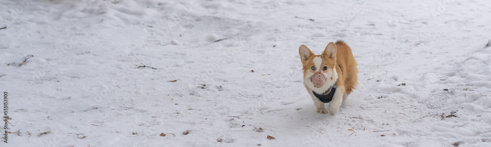 Corgi in a muzzle. The puppy is walking in the snow.