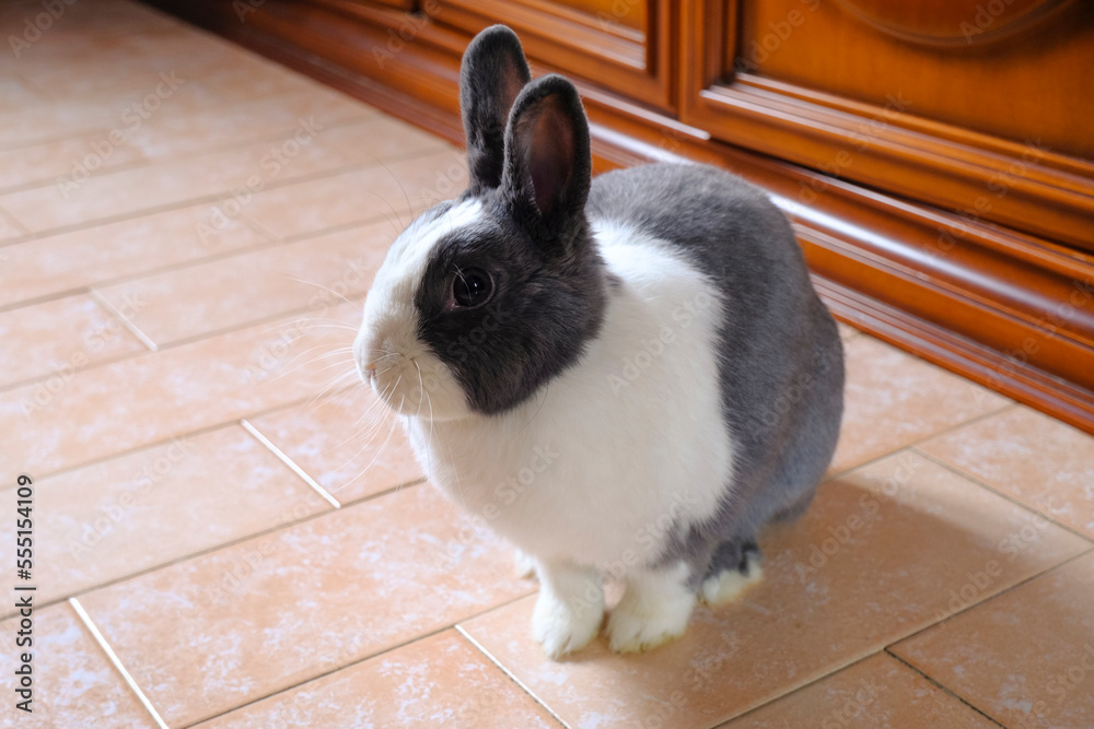 Obraz premium Adorable fluffy white and gray nano domestic rabbit running on the floor close-up. Cute domestic animal. Easter bunny