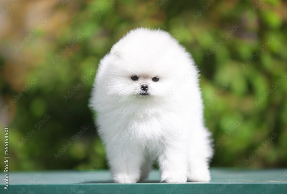 Obraz premium lovely Pomeranian Spitz in the green garden