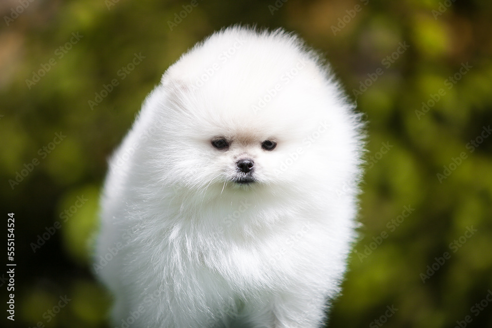 lovely Pomeranian Spitz in the green garden lovely Pomeranian Spitz in the green garden