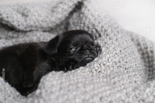 Cute baby puppy sleeping. Pug or brabanson dog with funny face