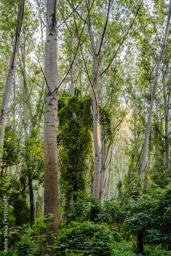 Obraz premium Forest by the Danube river in summer. The forest along the Danube river illuminated by the afternoon sun.