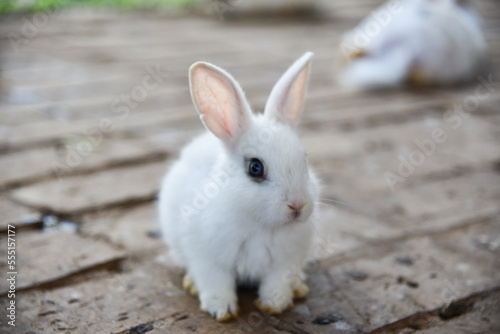 cute little bunny in the cage © kuenlin