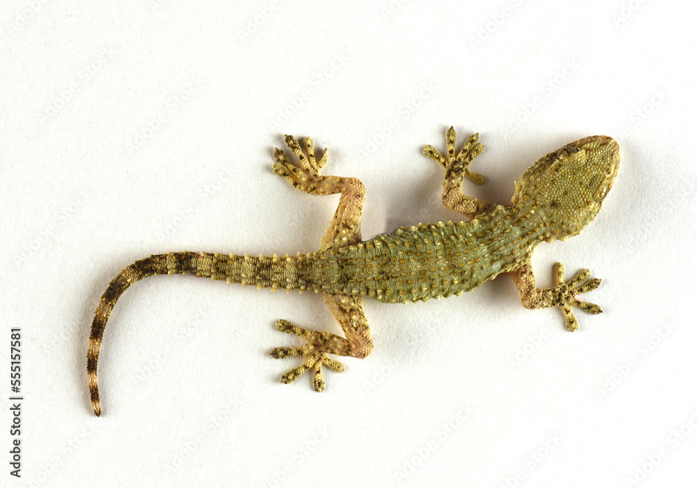 Naklejka premium Tarantola mauritanica