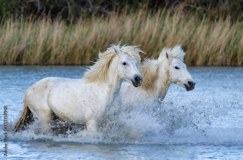 white horses runs gallop in water of Camargue France