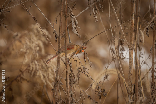Female Northern Cardinal eats seeds from a dried plant
