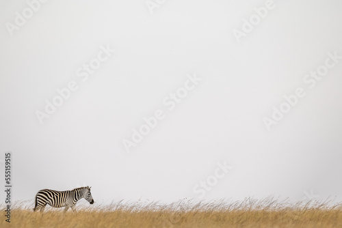 Plains zebra (Equus quagga burchellii) walking on horizon in grass, Maasai Mara National Reserve; Kenya photo