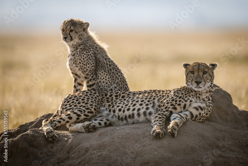 Backlit cheetah (Acinonyx jubatus) beside cub on termite mound, Maasai Mara National Reserve; Kenya