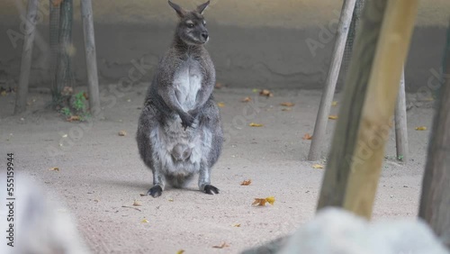 Western grey kangaroo (Macropus fuliginosus) at the zoo
