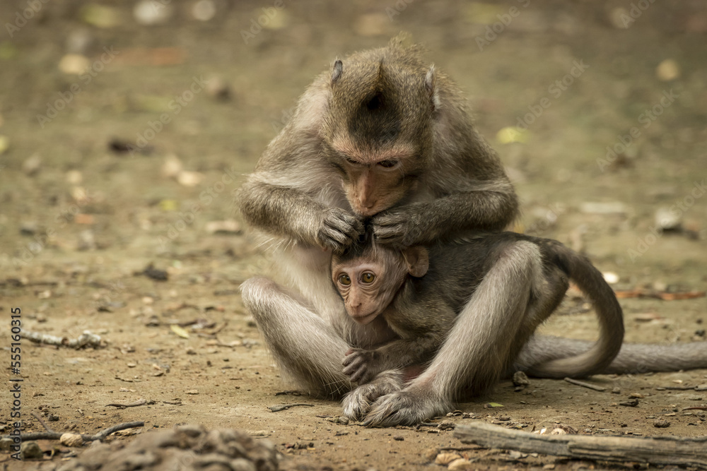Long-tailed macaque (Macaca fascicularis) grooms baby's head in lap; Can Gio, Ho Chi Minh, Vietnam Long-tailed macaque (Macaca fascicularis) grooms baby's head in lap; Can Gio, Ho Chi Minh, Vietnam