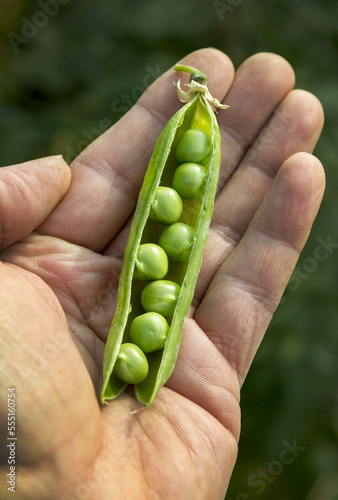 Close-up of a male's hand holding an opened green pea pod filled with peas; Erickson, Manitoba, Canada