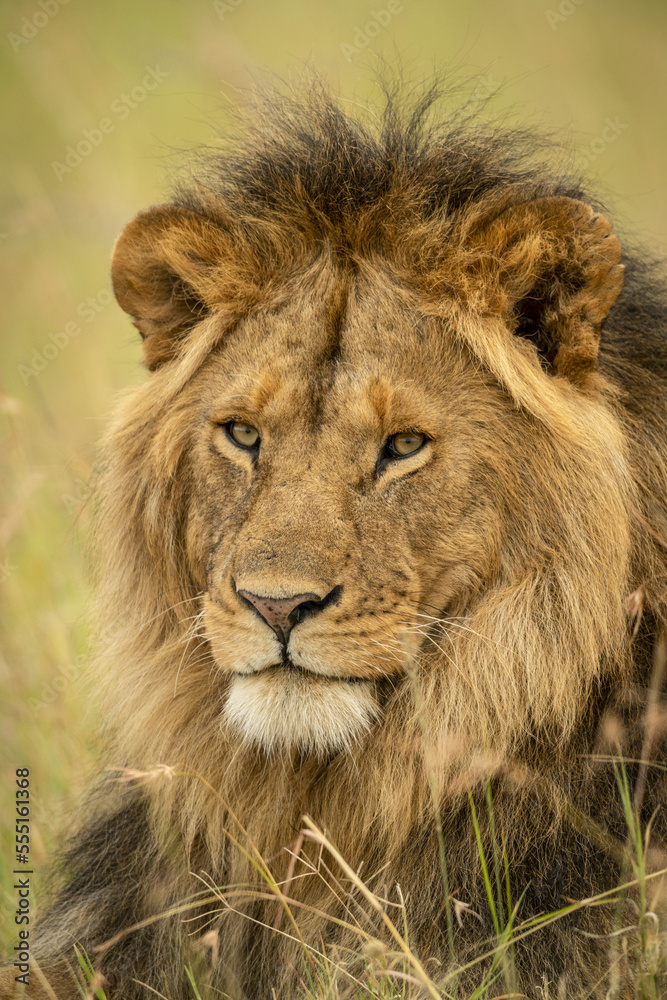 Close-up of male lion (Panthera leo) face in grass, Serengeti National Park; Tanzania Close-up of male lion (Panthera leo) face in grass, Serengeti National Park; Tanzania