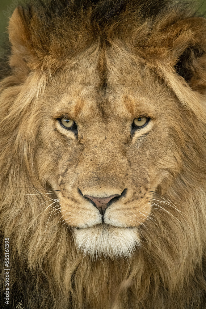 Close-up of male lion (Panthera leo) head staring out, Serengeti National Park; Tanzania Close-up of male lion (Panthera leo) head staring out, Serengeti National Park; Tanzania