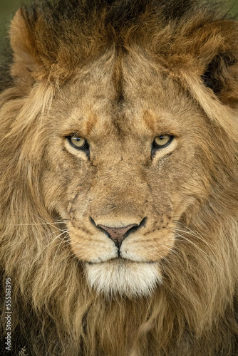 Close-up of male lion (Panthera leo) head staring out, Serengeti National Park; Tanzania photo