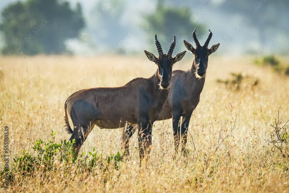 Two topi (Damaliscus korrigum) stand together in African savannah, Serengeti National Park; Tanzania Two topi (Damaliscus korrigum) stand together in African savannah, Serengeti National Park; Tanzania