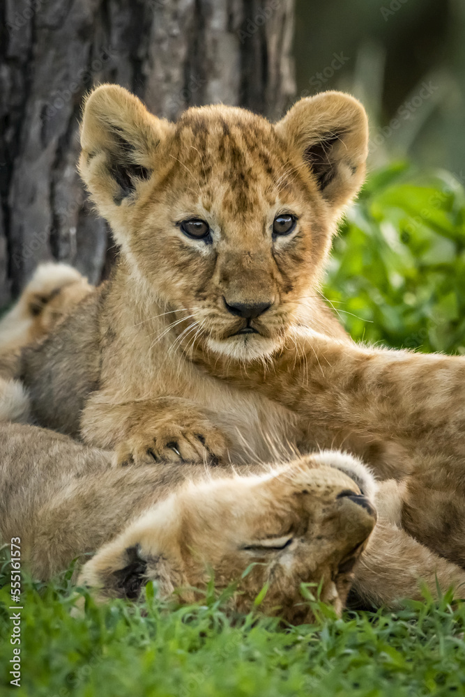 Lion (Panthera leo) cubs lying in grass by tree, Serengeti National Park; Tanzania Lion (Panthera leo) cubs lying in grass by tree, Serengeti National Park; Tanzania