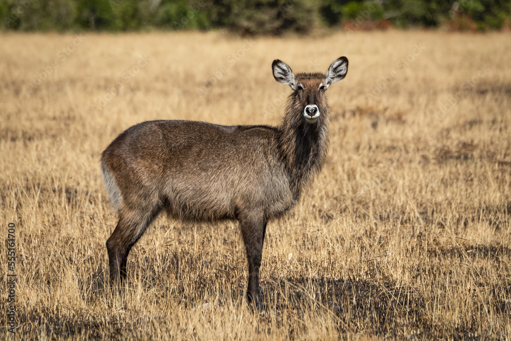 Female Defassa waterbuck (Kobus ellipsiprymnus) stands in burnt grass, Serengeti National Park; Tanzania Female Defassa waterbuck (Kobus ellipsiprymnus) stands in burnt grass, Serengeti National Park; Tanzania