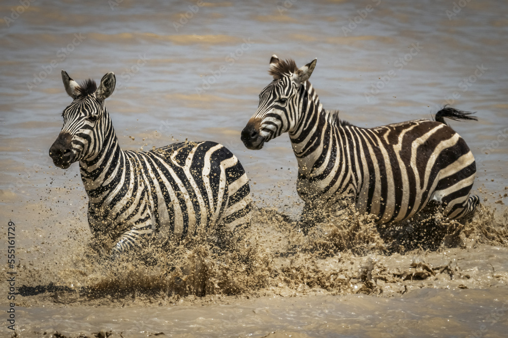 Two plains zebra (Equus quagga) trot through shallow lake, Serengeti National Park; Tanzania Two plains zebra (Equus quagga) trot through shallow lake, Serengeti National Park; Tanzania
