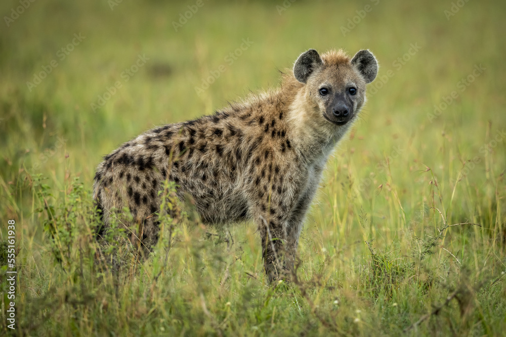Spotted hyena (Crocuta crocuta) stands in grass watching camera, Serengeti National Park; Tanzania Spotted hyena (Crocuta crocuta) stands in grass watching camera, Serengeti National Park; Tanzania