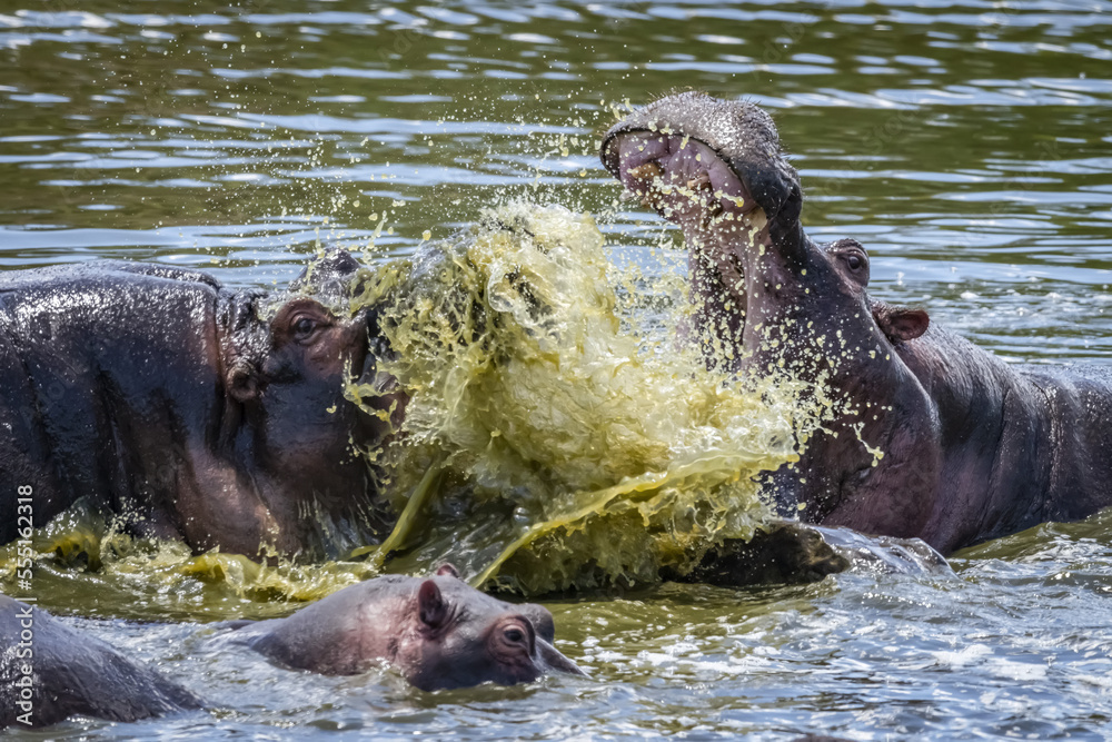 Close-up of hippo (Hippopotamus amphibius) splashing another in water, Serengeti; Tanzania Close-up of hippo (Hippopotamus amphibius) splashing another in water, Serengeti; Tanzania