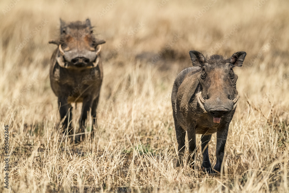 Common warthog (Phacochoerus africanus) eyes camera with another behind, Serengeti; Tanzania