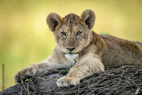 Close-up of lion cub (Panthera leo) lying on sticks, Serengeti; Tanzania