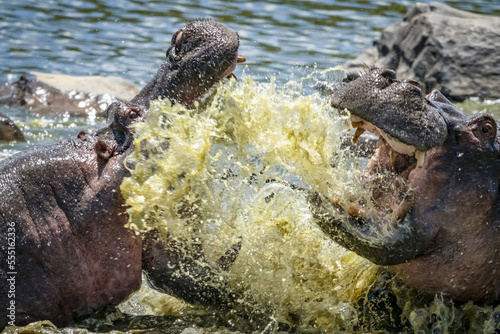 Close-up of two hippo (Hippopotamus amphibius) fighting and splashing in water, Serengeti; Tanzania photo