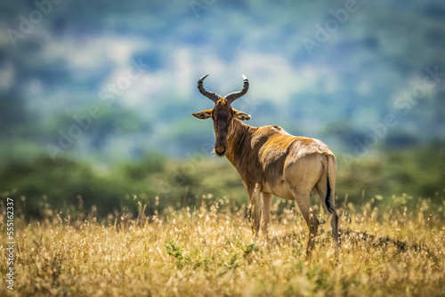 Coke's hartebeest (Alcelaphus buselaphus cokii) standing on mound watching camera, Serengeti; Tanzania photo