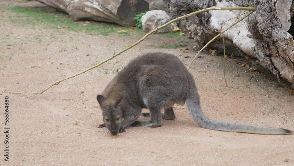 Single cute grey kangaroo (Macropus fuliginosus) resting Single cute grey kangaroo (Macropus fuliginosus) resting