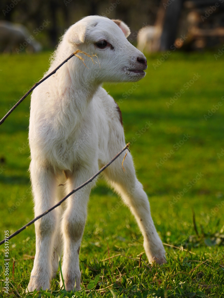 lamb outside in the meadow during Easter lamb outside in the meadow during Easter