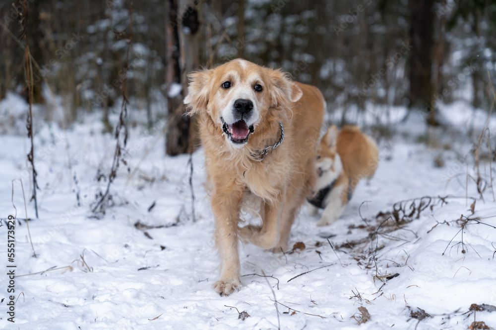 Golden retriever walking in the park in winter Golden retriever walking in the park in winter