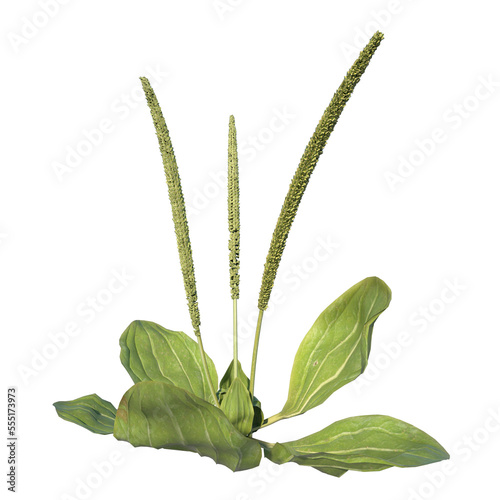 Front view of Plant ( Plantago major broadleaf plantain 2) Tree png