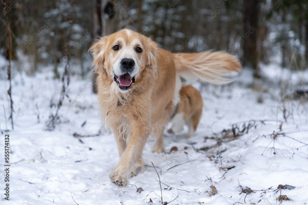 Golden retriever walking in winter