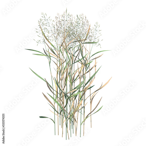 Front view of Plant ( Dry tall grass 3) Tree png