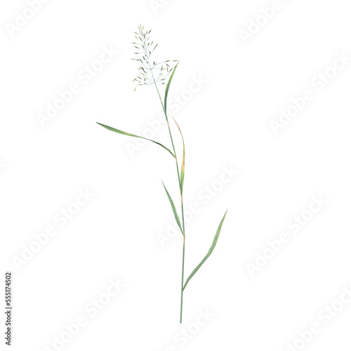 Front view of Plant  Tall grass 1  Tree png