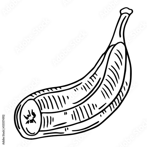 Sketch ink vintage banana illustration  draft silhouette drawing  black isolated on white background. Food graphic etching design.