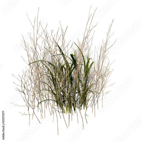 Front view of Plant ( Dry tall grass 1) Tree png