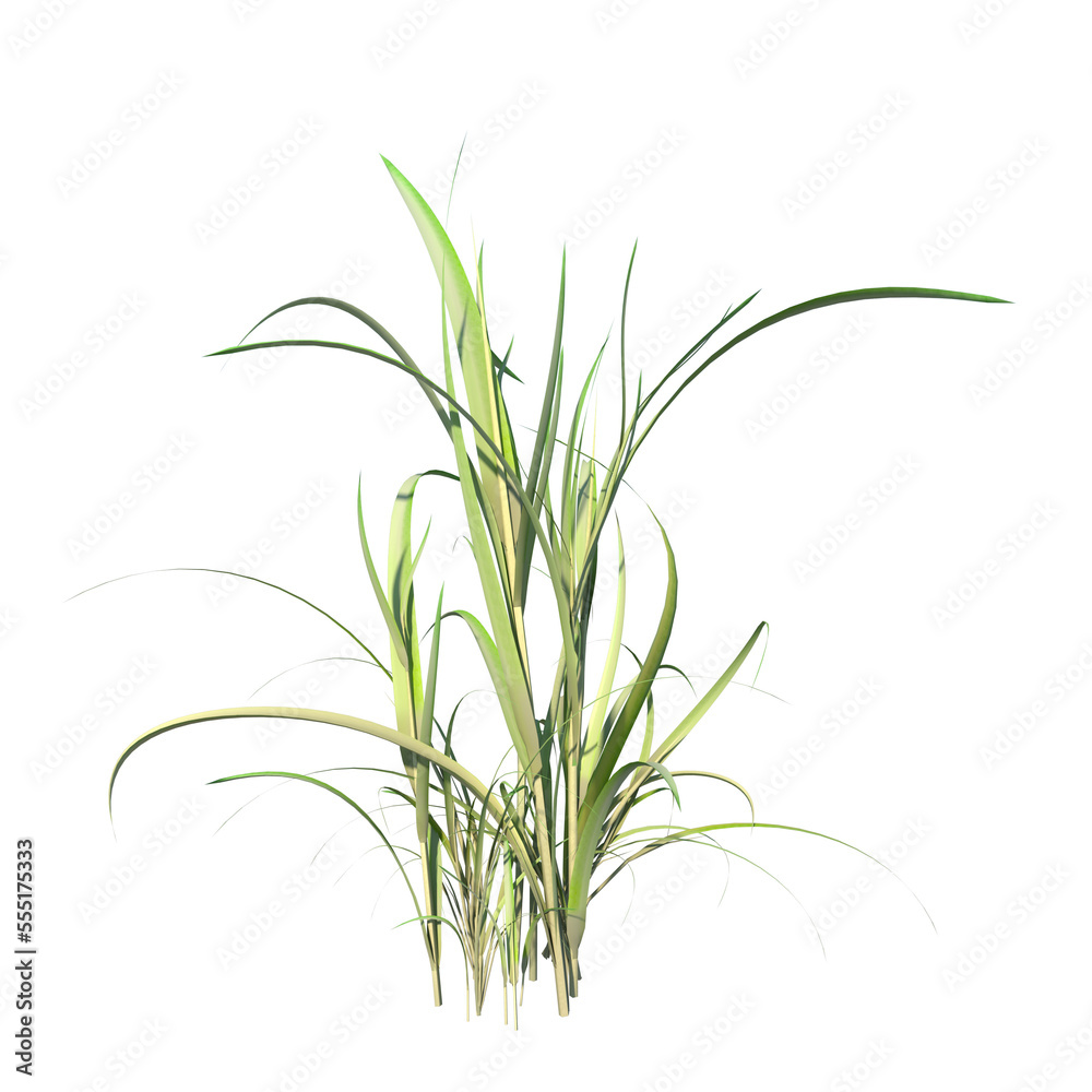 Front view of Plant ( Tall grass lawn 1) Tree png