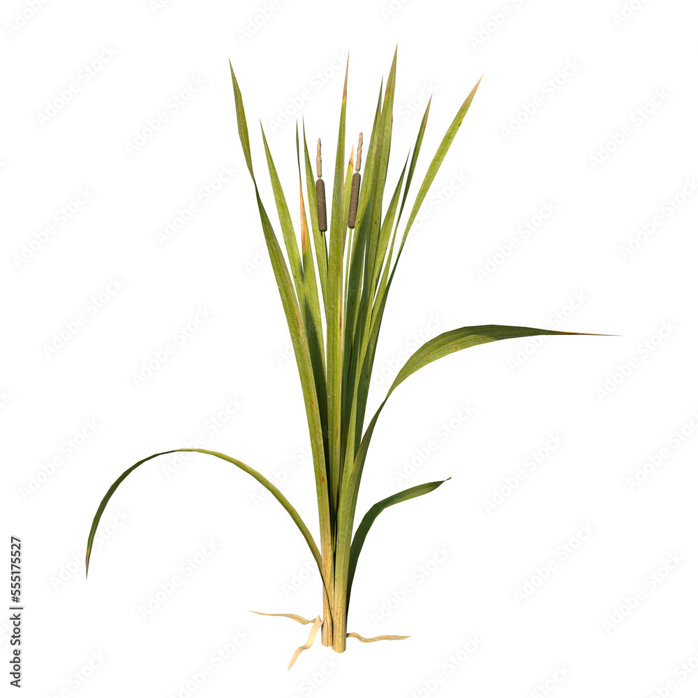 Front view of Plant ( bulrush reedmace reed cattail punks 3) Tree png 
