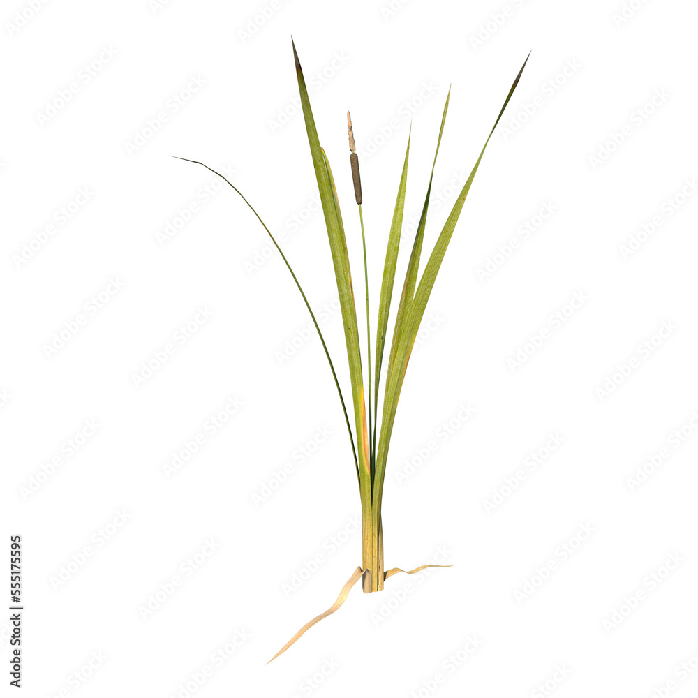 Front view of Plant ( bulrush reedmace reed cattail punks 1) Tree png